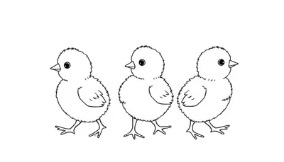 Drie schattige kuikentjes in kleurplaatvorm.