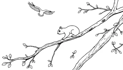 Kleurplaat van een eekhoorn op een tak en een vogel in de lucht.