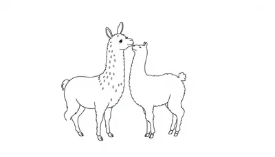 Kleurplaat van een lama en een alpaca die naar elkaar toegebogen staan op een witte achtergrond.