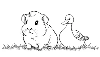 Zwart-witte lijntekening van een cavia en een eend als kleurplaat in gras.