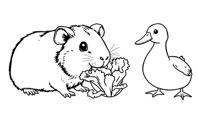 Zwart-wit kleurplaat van een cavia die sla eet en een eend die toekijkt.
