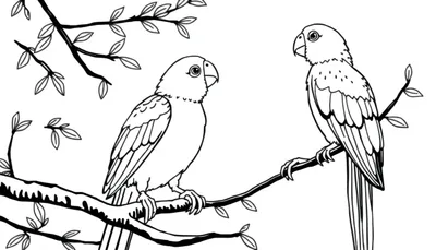 Een kleurplaat van twee sierlijke vogels met lange staarten, zittend op takken van een boom met bladeren.