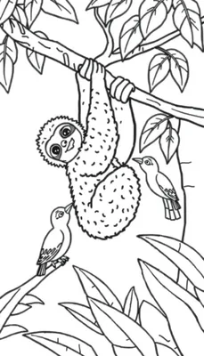 Een kleurplaat van een blije luiaard hangend aan een tak in de jungle, omringd door bladeren en vogels.