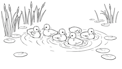 Kleurplaat van zes eendjes die in een vijver zwemmen tussen waterlelies en rietstengels.