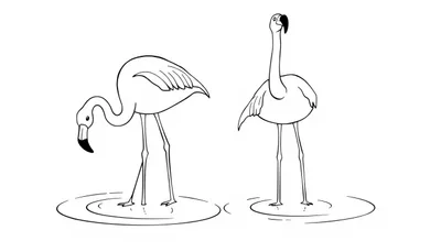 Kleurplaat van twee simpele flamingo's in het water