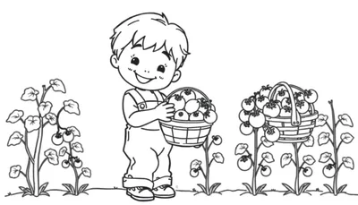 Zwart-wit kleurplaat van een jongen die tomaten oogst in een tuin.