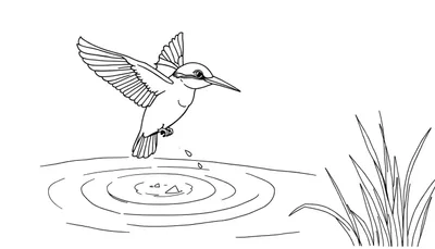 Kleurplaat: Zwart-wit tekening van een ijsvogel die net boven het wateroppervlak vliegt, met druppels die eraf vallen.