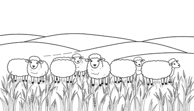 Kleurplaat van schapen in een graanveld met heuvels op de achtergrond.