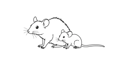 Zwart-wit lijntekening van een grotere en een kleinere muis naast elkaar, kijkend naar links, op een witte achtergrond.