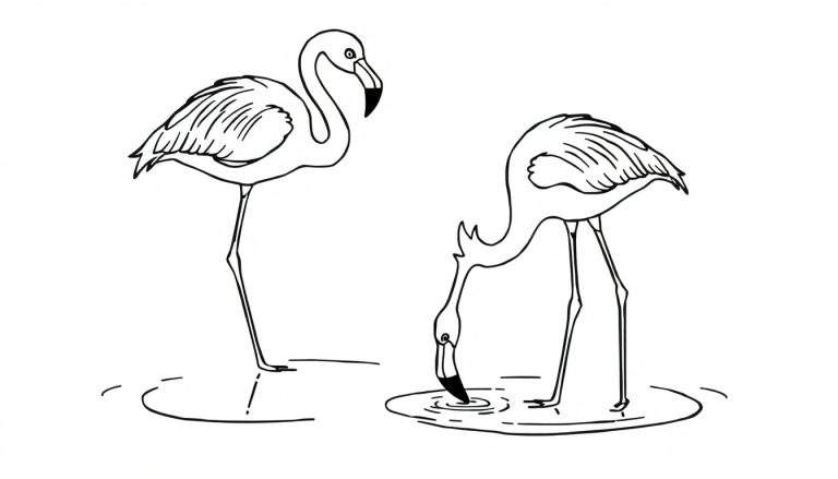 Kleurplaat van een flamingo die op één poot staat en een flamingo die drinkt.